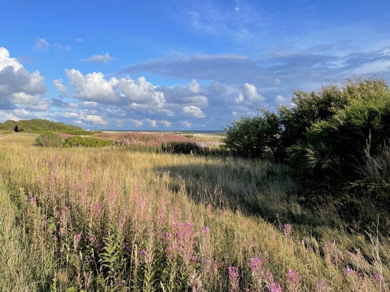 Blähungen & Völlegefühl – Wenn der Bauch drückt und nichts mehr passt