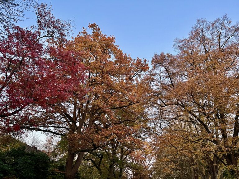 Immunsystem stärken im Herbst – Die Bedeutung der Darmgesundheit